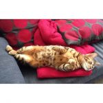 Come Fare Per: Tenere i Gatti Lontano Dal Tuo Divano