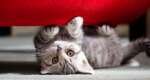How to keep cats away from your sofa
