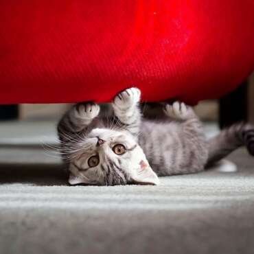 How to keep cats away from your sofa