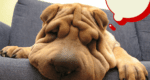7 ways to keep pet fur out of your living space