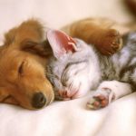 猫や犬の爪とぎに強いソファカバーでペットと一緒にソファでくつろごう