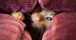 Pets don’t belong on sofas. Here’s why