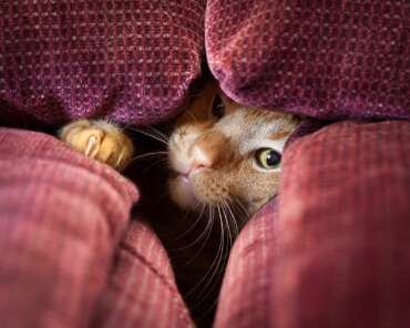 Pets don’t belong on sofas. Here’s why