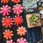 5 Plantas De Interior Que Apenas Requieren Cuidados