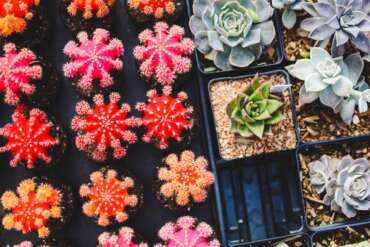 5 indoor plants that need the least maintenance