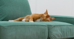 Como Mantener Tus Gatos Lejos De Tu Sofá