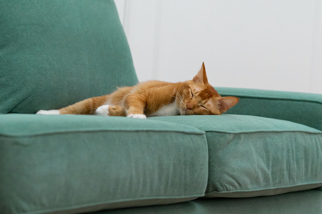 Como Mantener Tus Gatos Lejos De Tu Sofá