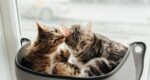 12 ways to protect your sofa from pets
