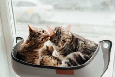 12 ways to protect your sofa from pets