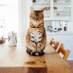 10 Problèmes à la Maison que seuls les Propriétaires d’Animaux de Compagnie Comprendront