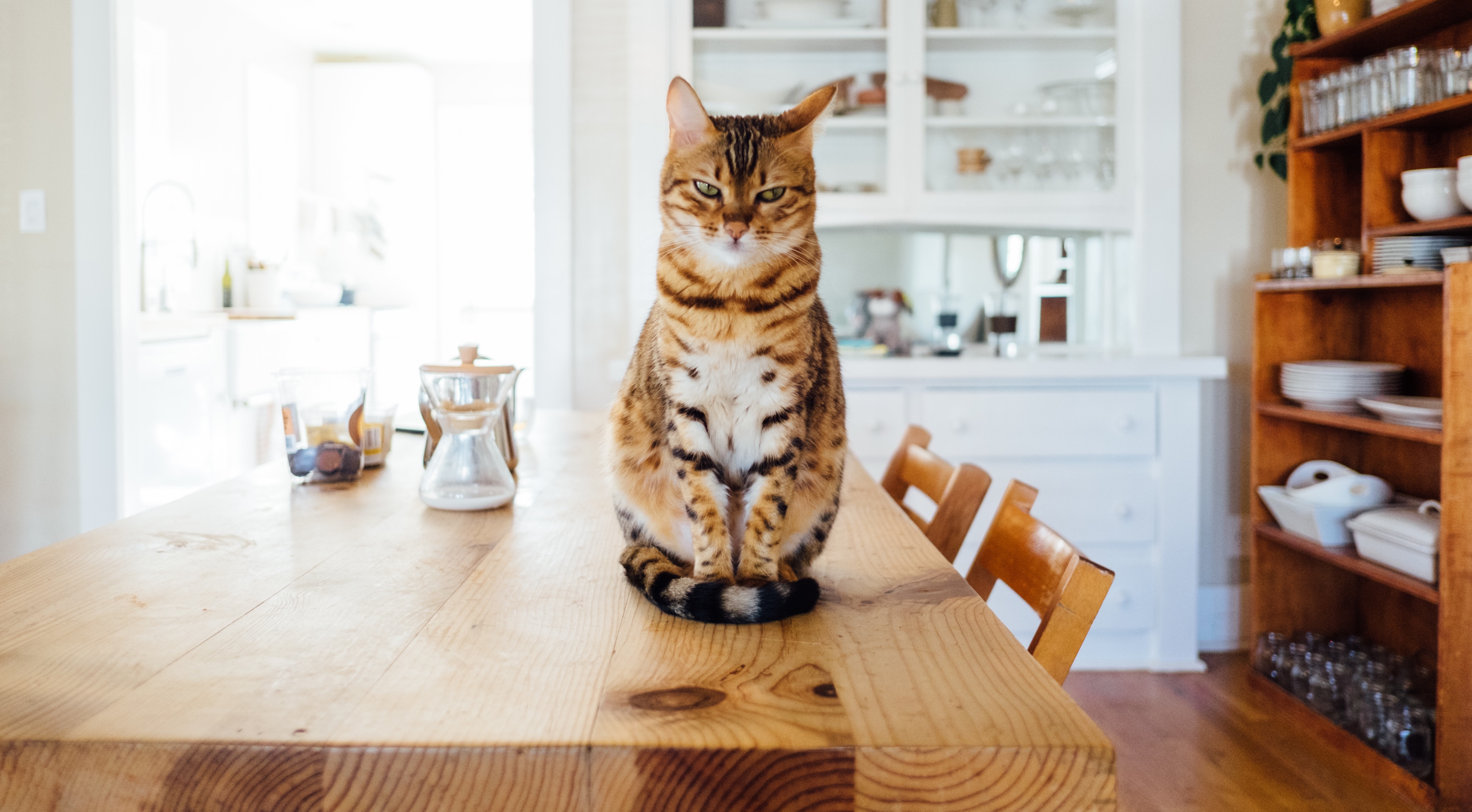 10 Problèmes à la Maison que seuls les Propriétaires d’Animaux de Compagnie Comprendront