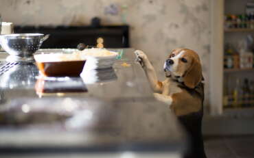 8 tips for keeping your dining area safe from kids and furkids