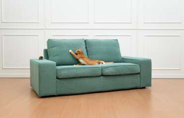 Where to get the ultimate cat proof couch – without buying a new one