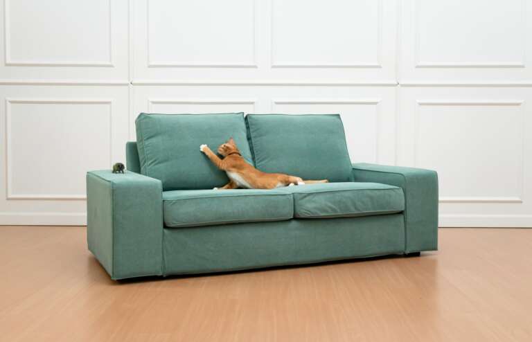 Where to get the ultimate cat proof couch – without buying a new one