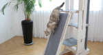 7 proven ways to cat-proof your sofa