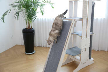 7 proven ways to cat-proof your sofa