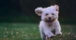 How to keep your home clean with a new puppy