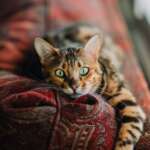 7 Astuces IKEA Incroyables dont votre Chat tombera Amoureux