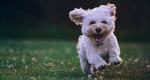 新しい子犬との生活でお家をいつも綺麗にしておく方法