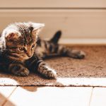 Wie behältst du dein Haus sauber mit einer kleinen Katze