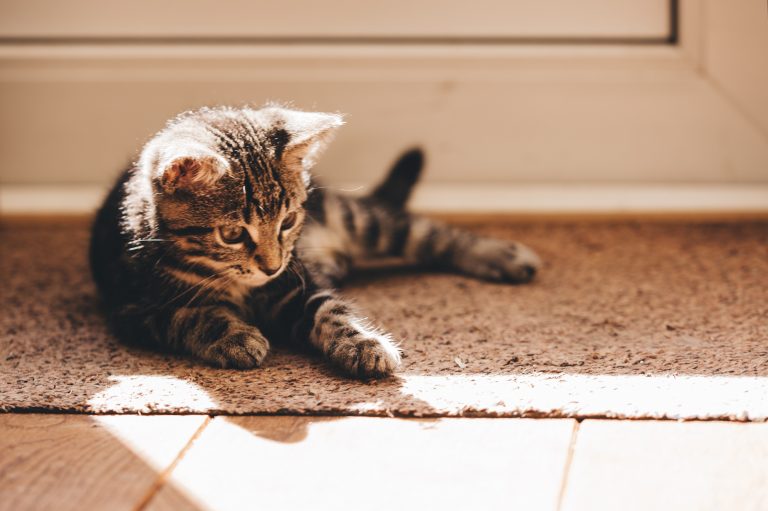 Wie behältst du dein Haus sauber mit einer kleinen Katze