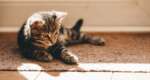 How to keep your home clean with a new kitten
