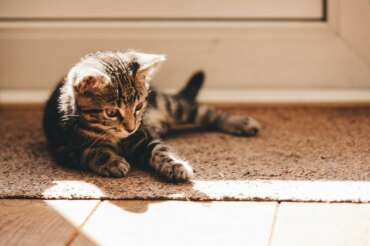 How to keep your home clean with a new kitten