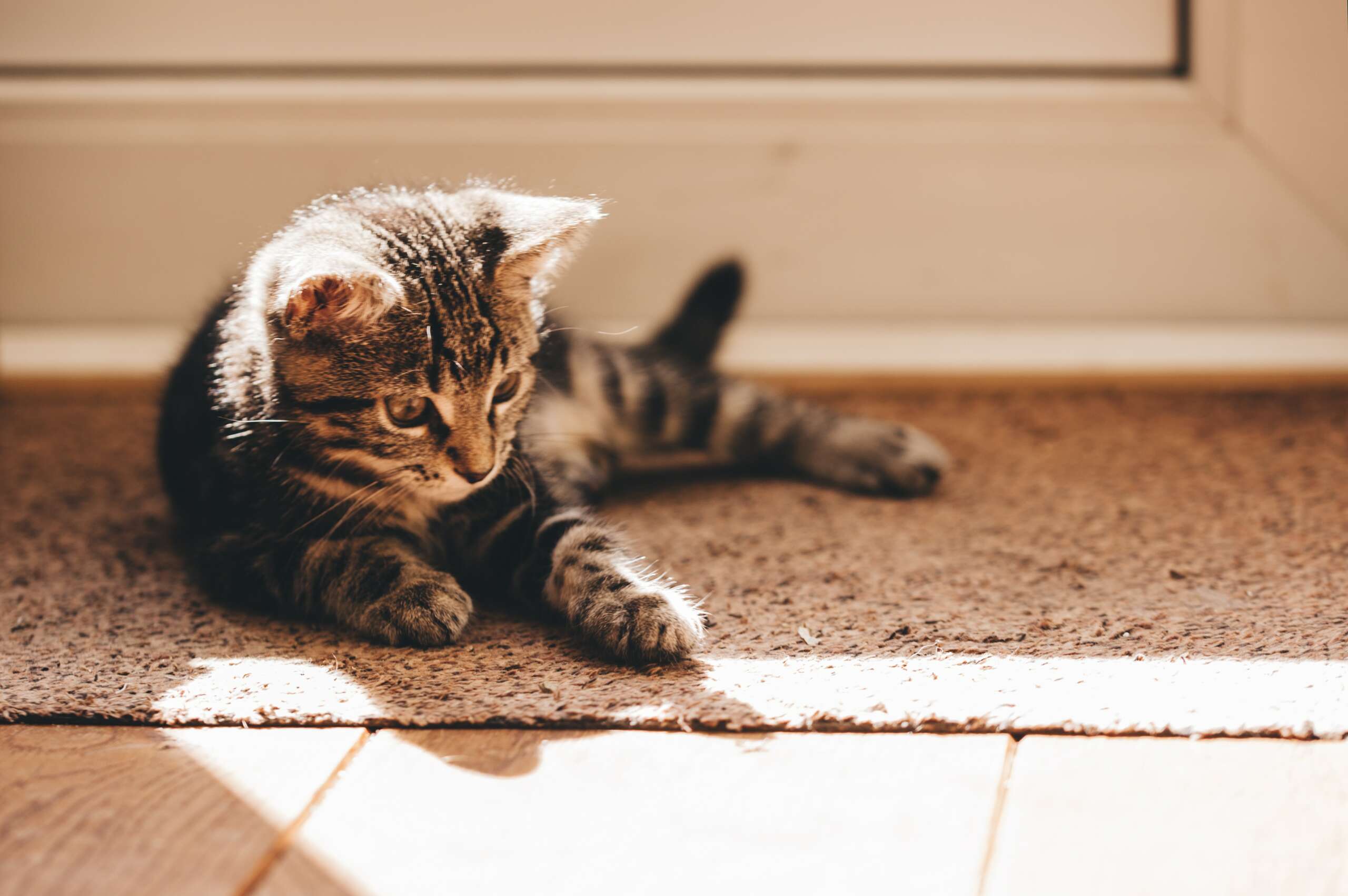 Wie behältst du dein Haus sauber mit einer kleinen Katze
