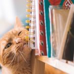 13 Katzen, die erfolglos versucht haben, Möbel zu zerstören