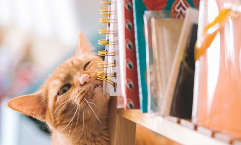 13 Katzen, die erfolglos versucht haben, Möbel zu zerstören