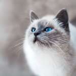 Gestalte ein katzenfreundliches Zuhause in 8 einfachen Schritten