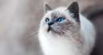 Design a cat-friendly home in 8 easy steps