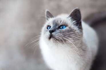 Design a cat-friendly home in 8 easy steps