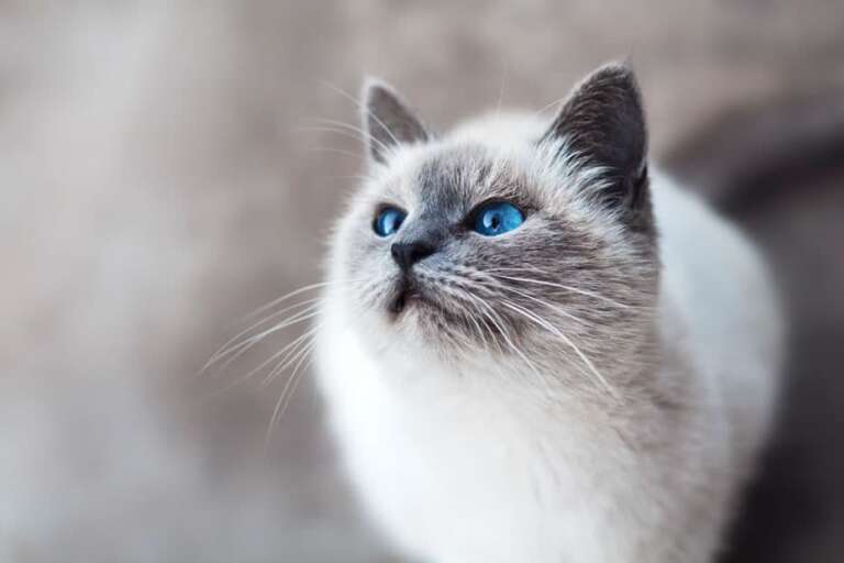Diseña Una Casa Cat-Friendly Adaptada A Tu Gato en 8 Sencillos Pasos