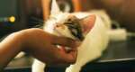 The best hidden cat litter boxes
