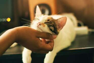 The best hidden cat litter boxes
