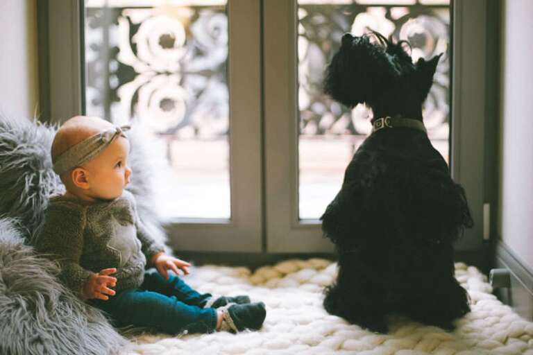 When should you introduce your new baby to your pets?