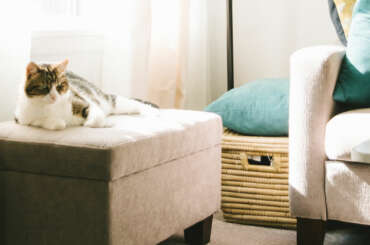 Why cats destroy your furniture – and how to get them to stop