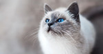 簡単８ステップで愛猫仕様の家をつくろう
