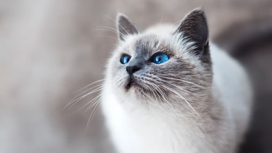 簡単８ステップで愛猫仕様の家をつくろう
