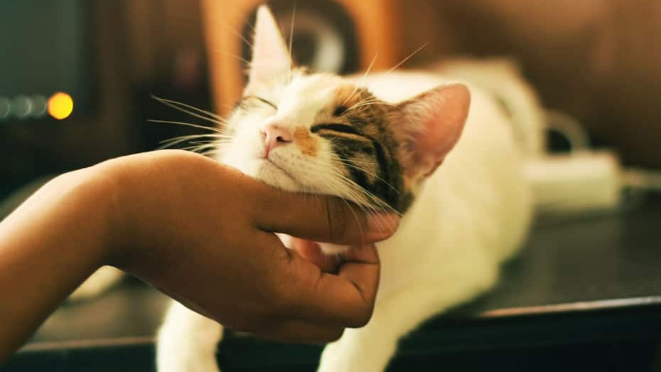 見えない猫トイレ、２０１９年ベストセレクション