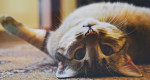猫好きにフォローしてほしいインスタグラム１０選
