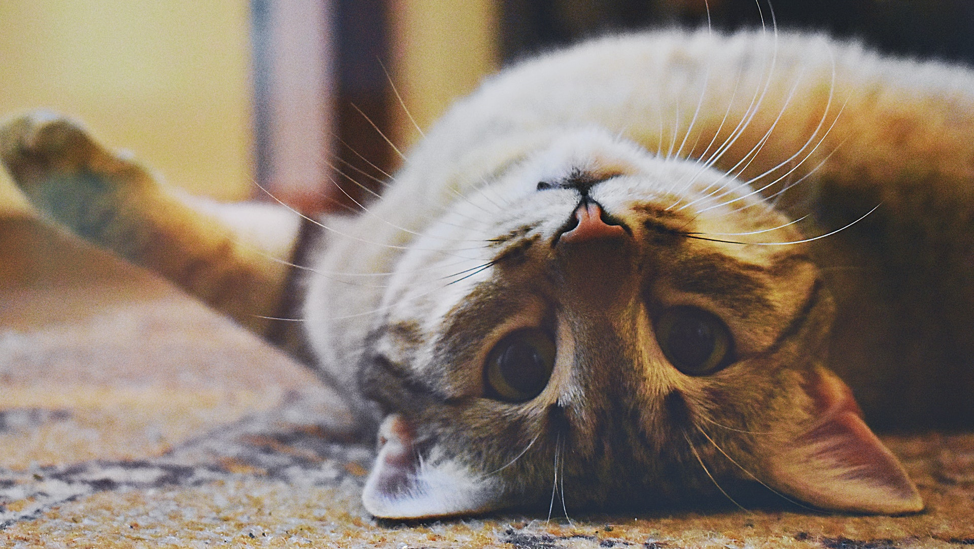 猫好きにフォローしてほしいインスタグラム１０選