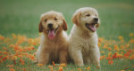 あなたの犬にとって本当に良い8つのおやつ
