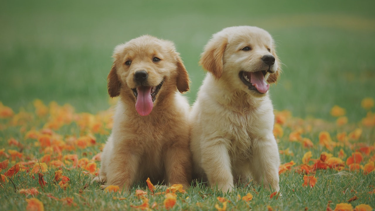 あなたの犬にとって本当に良い8つのおやつ