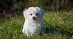 How to get your home ready for a new puppy