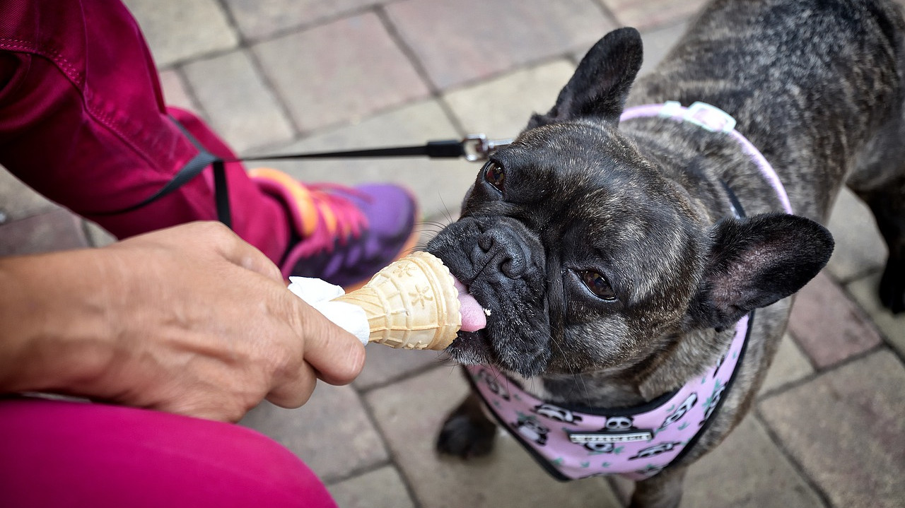 5 Recettes de glaces saines qui feront saliver votre chien