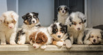 Your first 30 days with a new puppy: What to expect