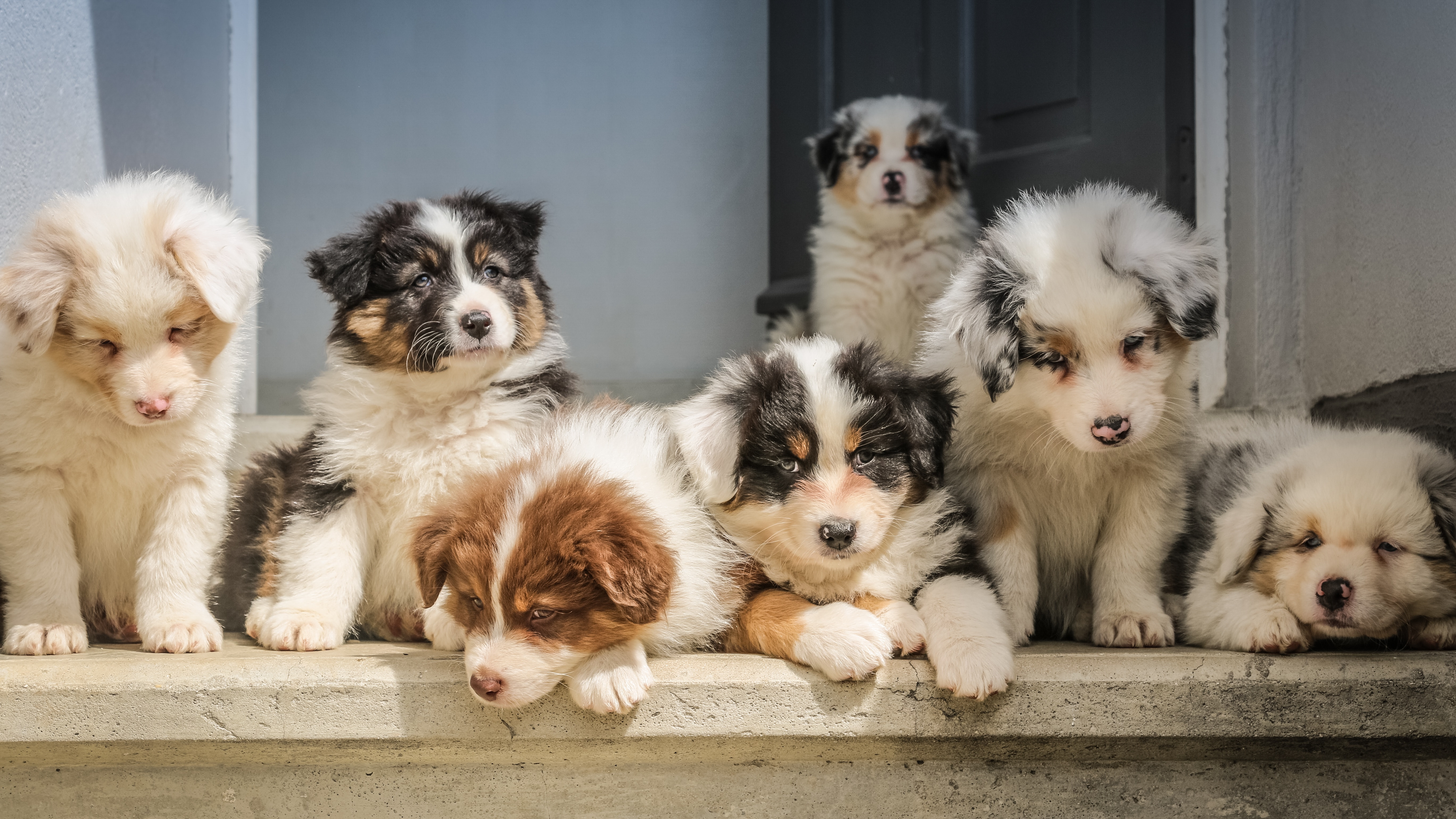 Your first 30 days with a new puppy: What to expect