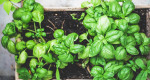 These are the easiest herbs to grow indoors